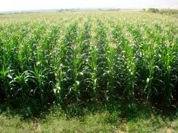 تولید ذرت علوفه‌ای در مرودشت