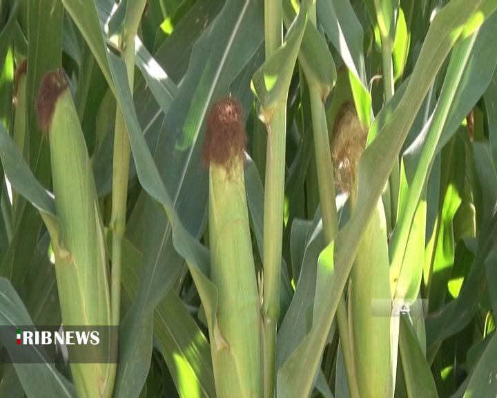 برداشت ذرت علوفهای از مزارع شهرستان کیار + فیلم برداشت ذرت علوفهای از مزارع شهرستان کیار + فیلم