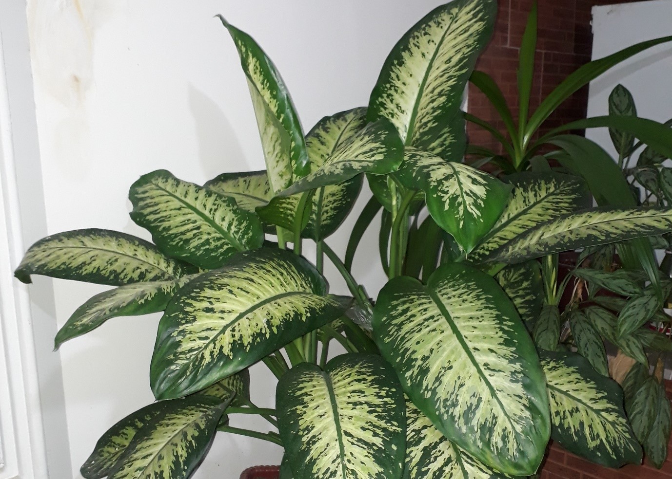 نگهداری از گیاهان در محیط کم نور نگهداری از گیاهان در محیط کم نور