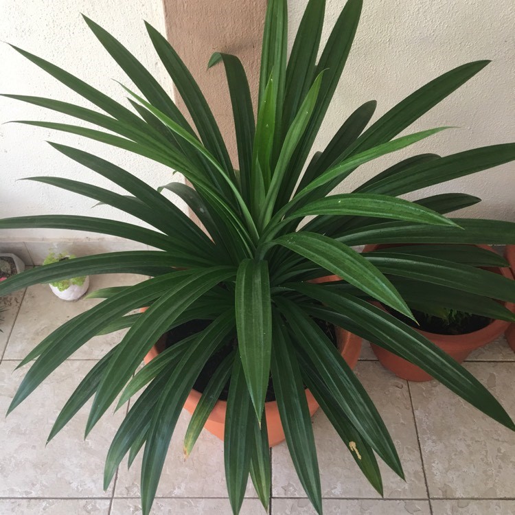 نگهداری از گیاهان در محیط کم نور نگهداری از گیاهان در محیط کم نور