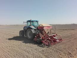 آغاز کشت کلزا در آذربایجانغربی آغاز کشت کلزا در آذربایجانغربی