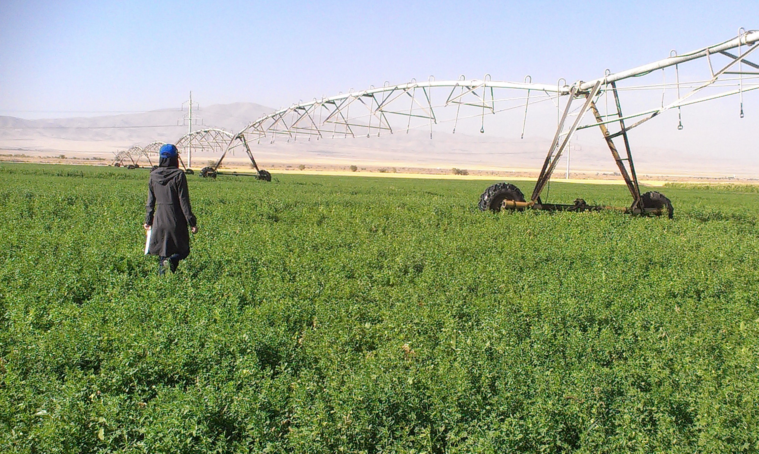 واگذاری شرکت کشت و صنعت و دامپروری مغان، تردیدها وامیدها