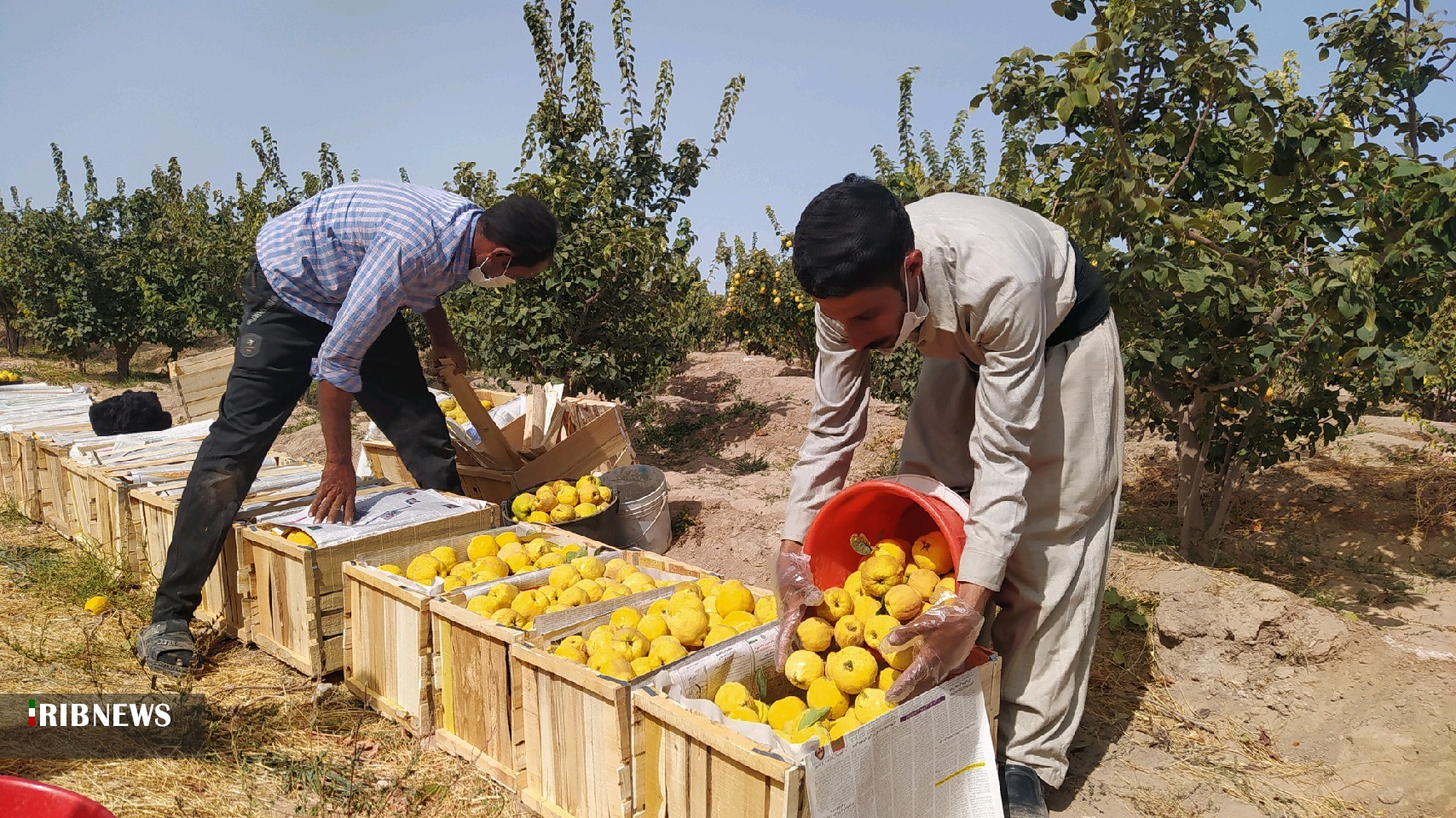 آغاز برداشت محصول 