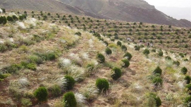 بهبود بیش از ۲ هزار و ۷۰۰ هکتار از ذخیره گاه‌های جنگلی استان همدان