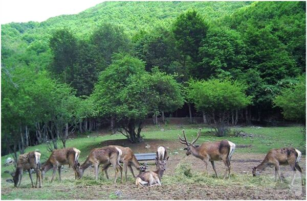 وجود 346 گونه جانوری وحشی در آذربایجان شرقی وجود 346 گونه جانوری وحشی در آذربایجان شرقی