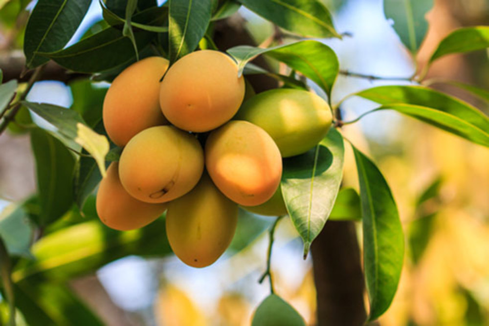 چای انبه سرشار از مواد مفید برای بدن