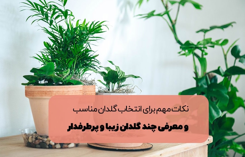 نکات انتخاب گلدان مناسب برای گیاه آپارتمانی