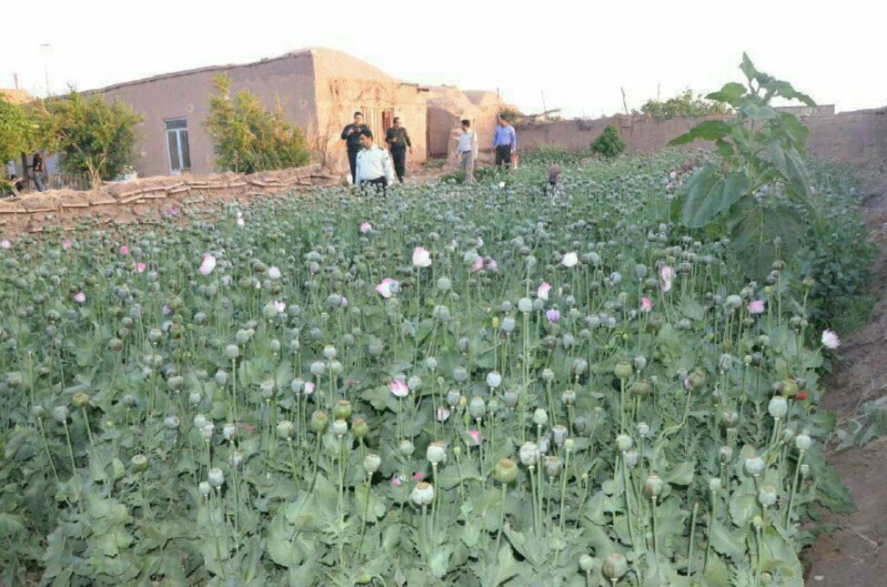 کشف مزرعه کشت خشخاش در انديکا