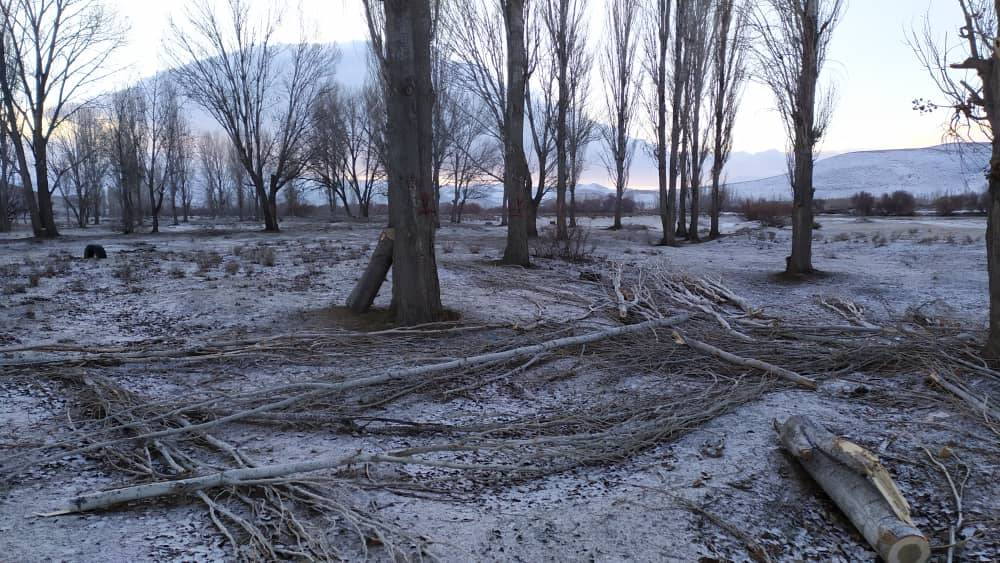 ماجرای قطع درختان حاشیه رودخانه جیغاتی چیست؟