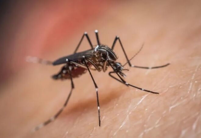 ساخت ماده‌ای جدید برای محافظت در برابر پشه‌ها