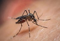 ساخت ماده‌ای جدید برای محافظت در برابر پشه‌ها