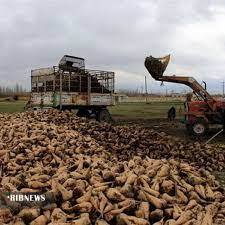 پیش بینی برداشت بیش از 100 هزار تن چغندر از مزارع مهاباد