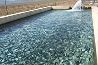 بوشهر پیشتاز در تولید آبزی پروری
