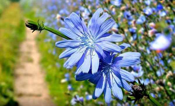 کاسنی؛گیاهی با مزایای فراوان