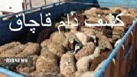 کشف ۷۲ راس دام قاچاق در لرستان