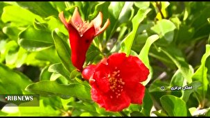 به گُل نشستن درختان انار در ساوه