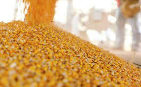 ادامه واردات نهاده‌های دامی از طریق بندرامام به کشور