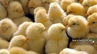 رشد 16 درصدی جوجه ریزی در لرستان رشد 16 درصدی جوجه ریزی در لرستان