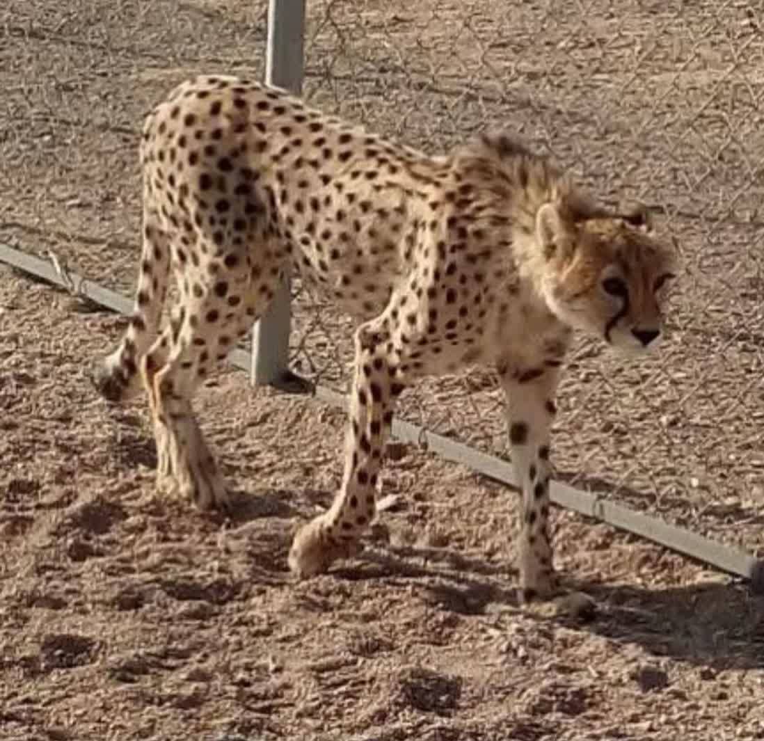 بهبود نسبی دلبر در منطقه توران شاهرود