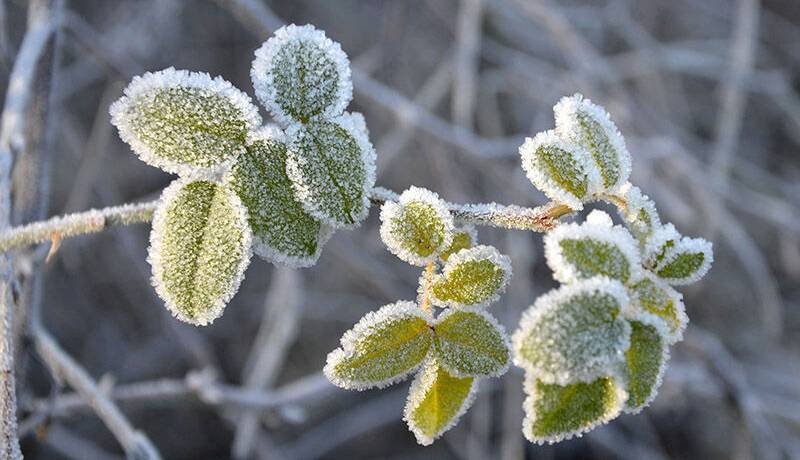 تداوم سرمای هوا تا پایان هفته در کردستان