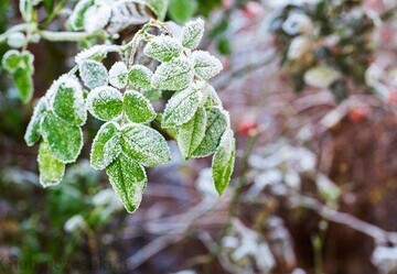 هشدار سرمازدگی به کشاورزان و دامداران