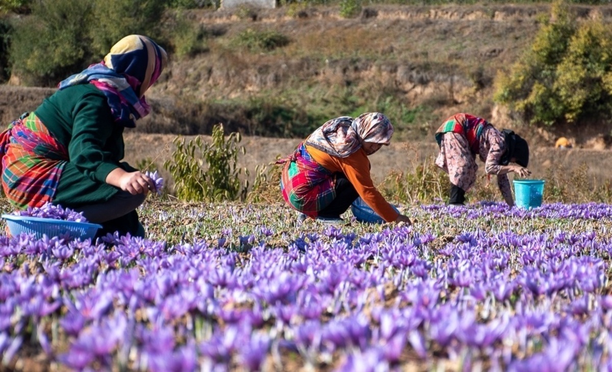 آغاز برداشت زعفران در خراسان‌شمالی