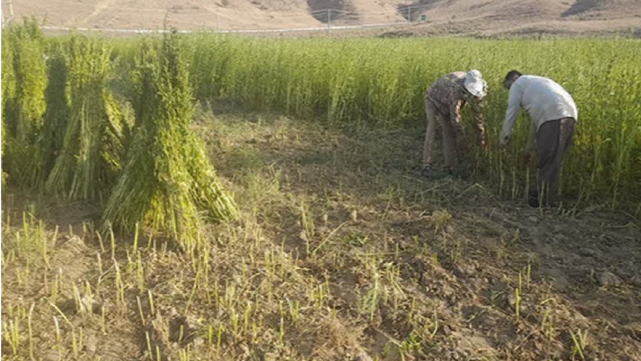 آغاز برداشت کشت دوم کنجد در خداآفرین