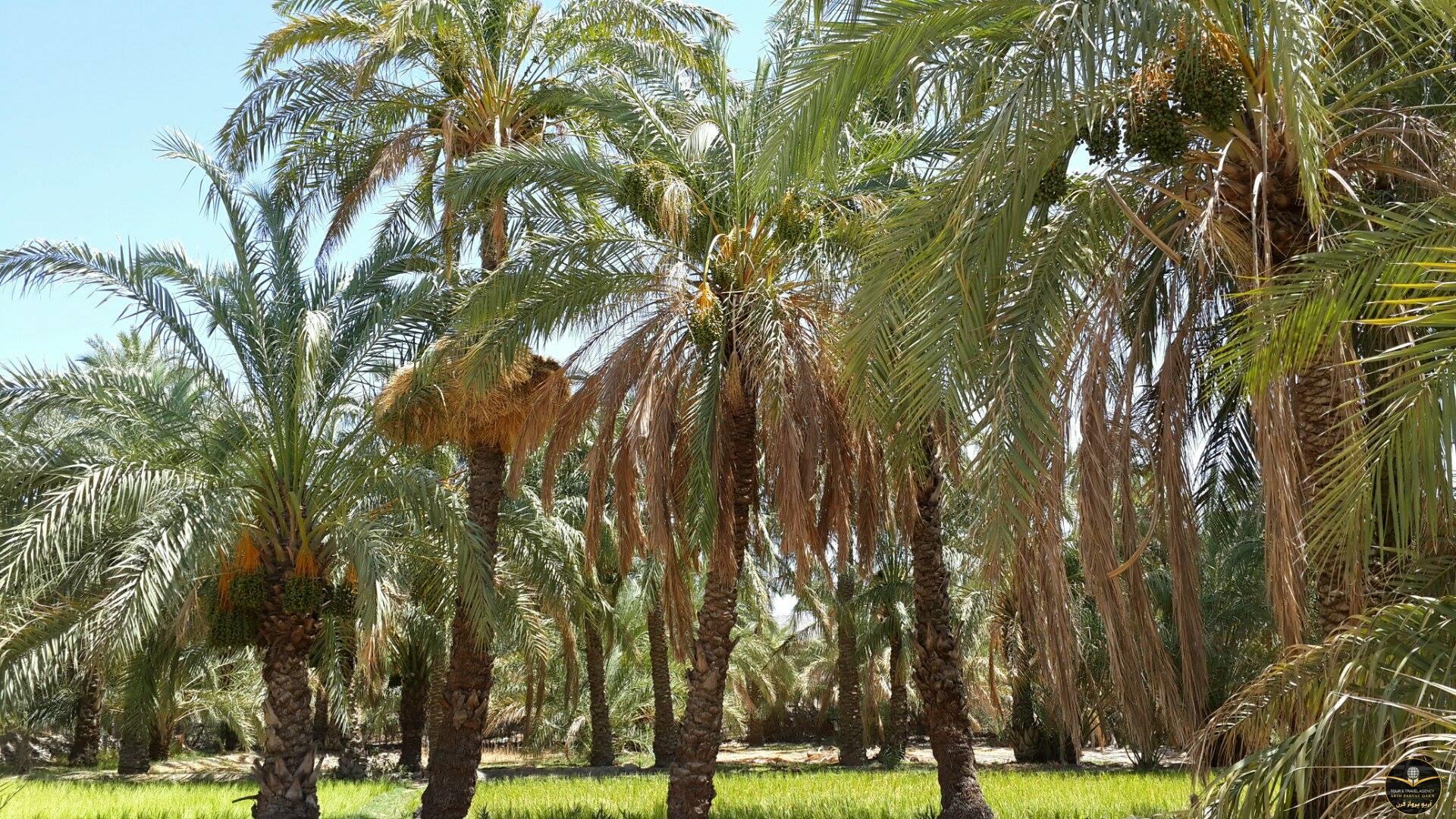 ایجاد نخلستانی ۴۰۰ هکتاری در شهر ملی حصیربافی