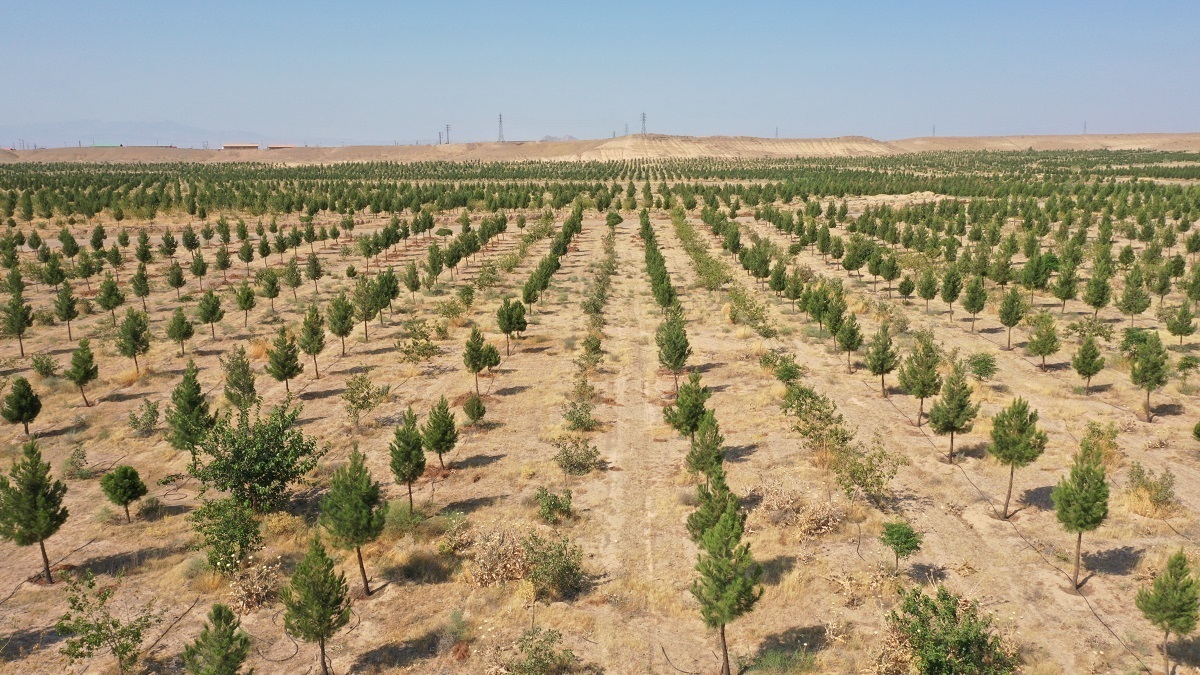 اجرای پویش درختکاری «در سایه مادر» در حاشیه دریاچه ارومیه اجرای پویش درختکاری «در سایه مادر» در حاشیه دریاچه ارومیه