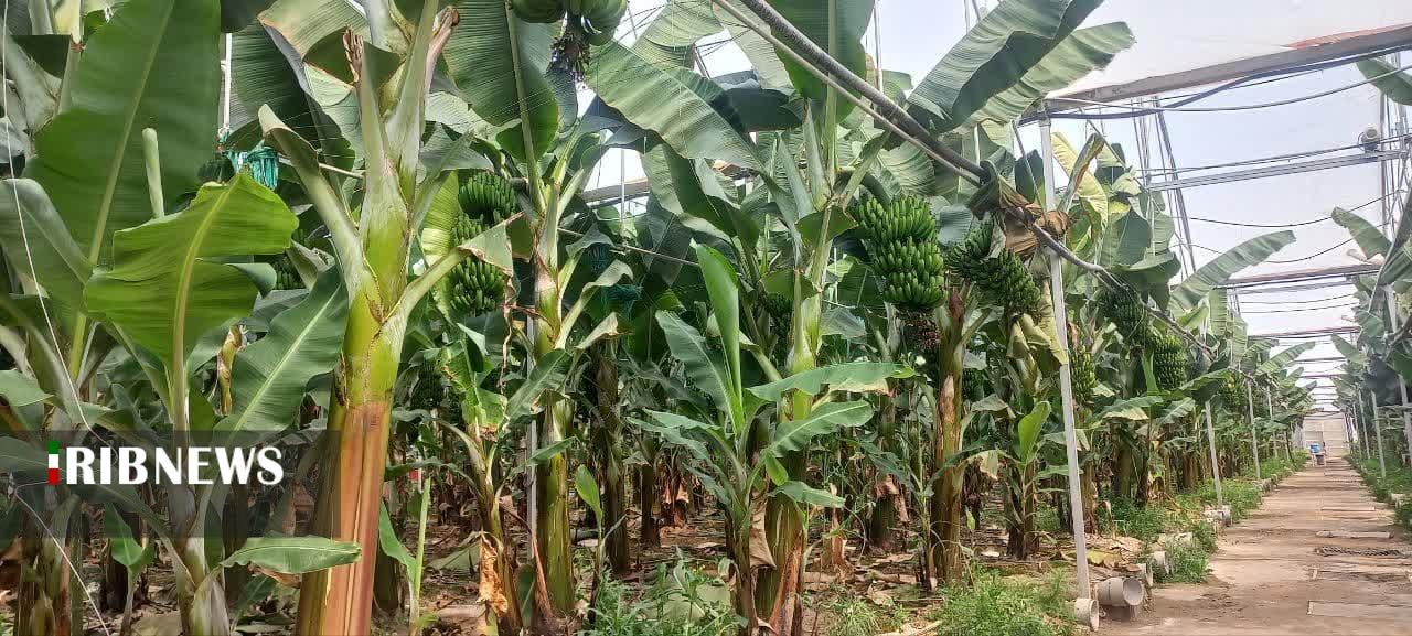 مرکزی، سرزمین فرصت‌ها