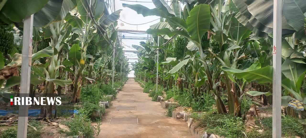 مرکزی، سرزمین فرصت‌ها