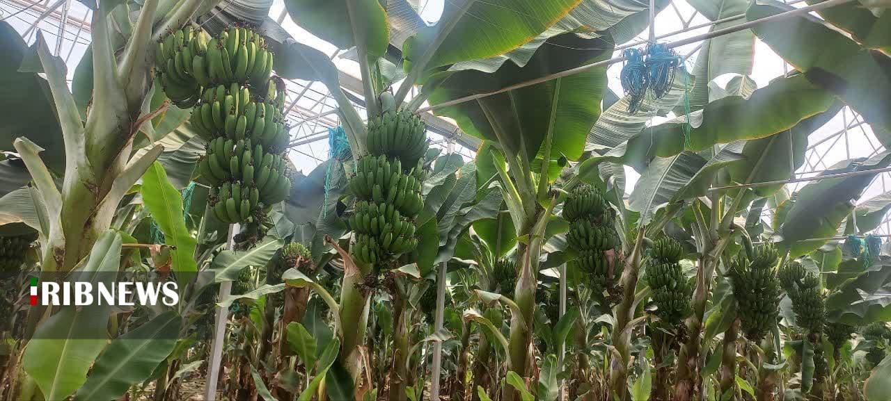 مرکزی، سرزمین فرصت‌ها