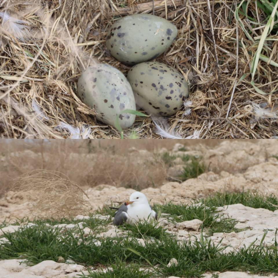 آشیانه‌سازی و تخم‌گذاری کاکایی‌های ارمنی در جزایر پارک ملی دریاچه ارومیه