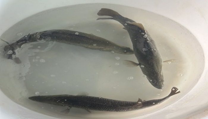 واگذاری ۹۰ مولد باس دریایی آسیایی زودرس به دو بخش خصوصی در جزیره قشم و بوشهر