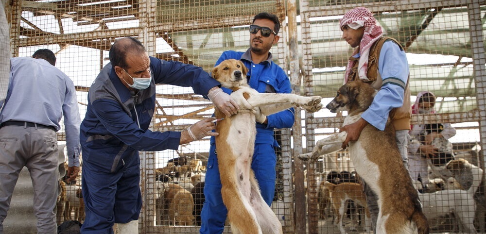 ایمن سازی بیش از ۳ هزار قلاده سگ صاحبدار در اندیکا علیه بیماری هاری