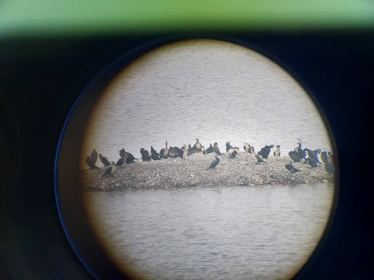 پایش آنفلوآنزای فوقحاد پرندگان در حوزه سد سردشت و رودخانه زاب پایش آنفلوآنزای فوقحاد پرندگان در حوزه سد سردشت و رودخانه زاب