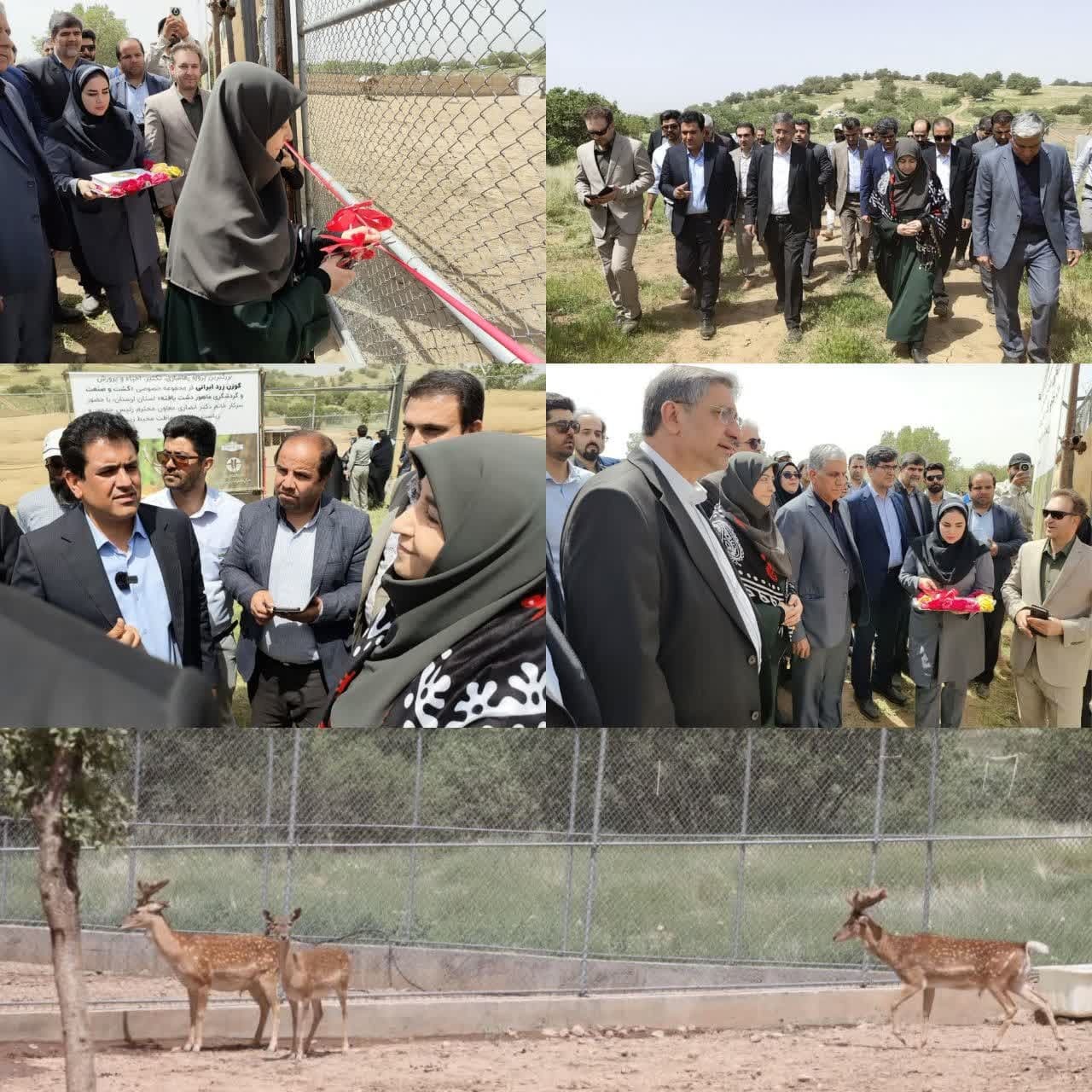 اجرای بزرگترین طرح رهاسازی گونه شاخص و بومی گوزن زرد ایرانی اجرای بزرگترین طرح رهاسازی گونه شاخص و بومی گوزن زرد ایرانی