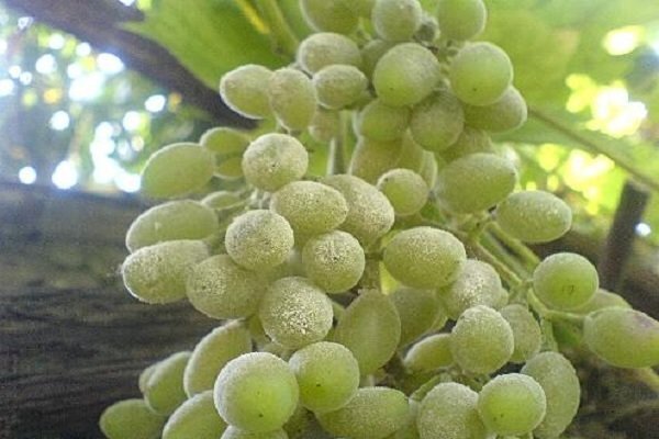 در تاکستان‌های خراسان شمالی سفیدک انگور مشاهده نشده است