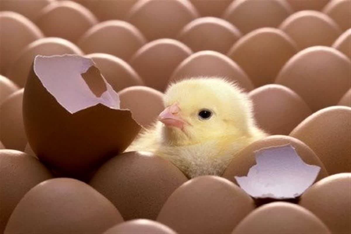 سه میلیون و ۶۵۰ هزار قطعه جوجهریزی در فروردین سه میلیون و ۶۵۰ هزار قطعه جوجهریزی در فروردین