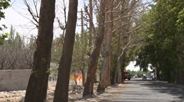 درختان چنار در تهراندشت ایستاده می‌میرند