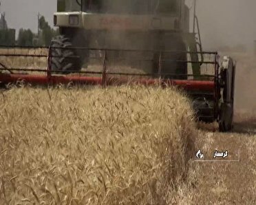 تحویل بیش از  ۸ هزار محموله گندم در استان سمنان