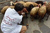 نظارت دامپزشکی دشت آزادگان بر کشتار دام در روز‌های تاسوعا و عاشورا