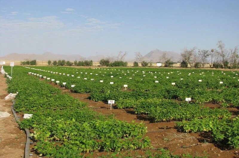 ارزیابی ارقام محصولات زراعی دیم در پایگاه نوآوری در چالدران