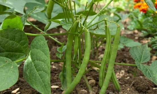 برداشت ۴۰۰ تُن لوبیا از سطح مزارع اسداباد