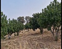 بازدید آموزشی باغداران ممسنی از انجیرستان دیم استهبان