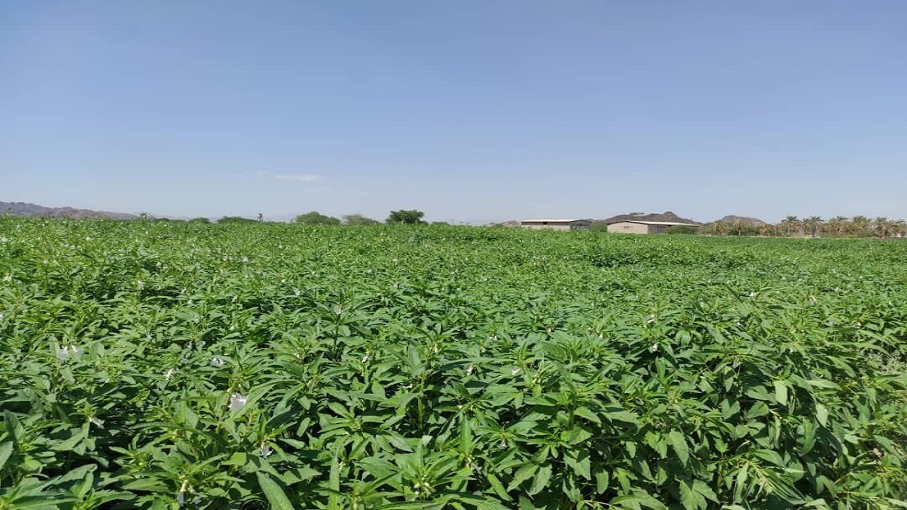 پیش‌بینی برداشت ۵۰۰ تن کنجد از مزارع گراش