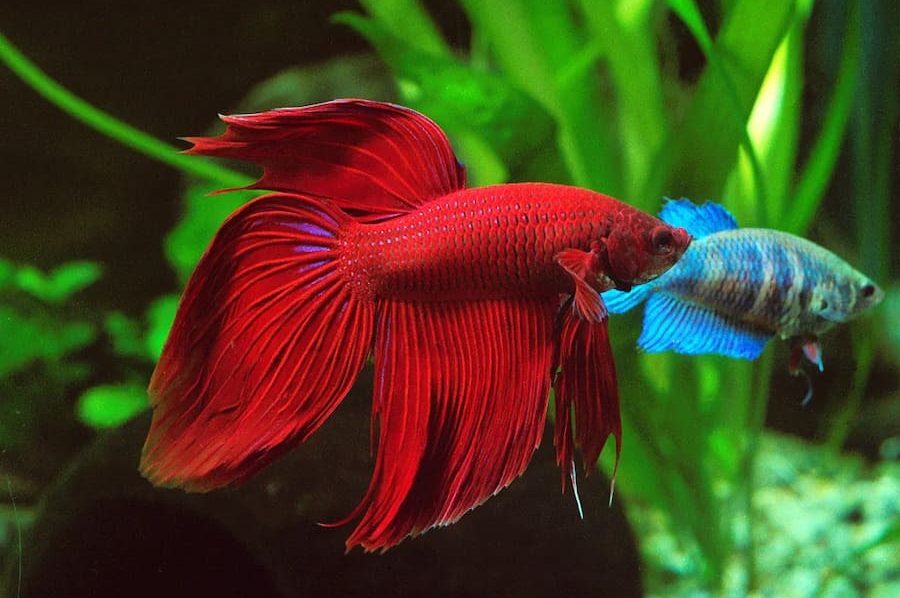 صادرات ۱۰۶ هزار قطعه آبزی زینتی