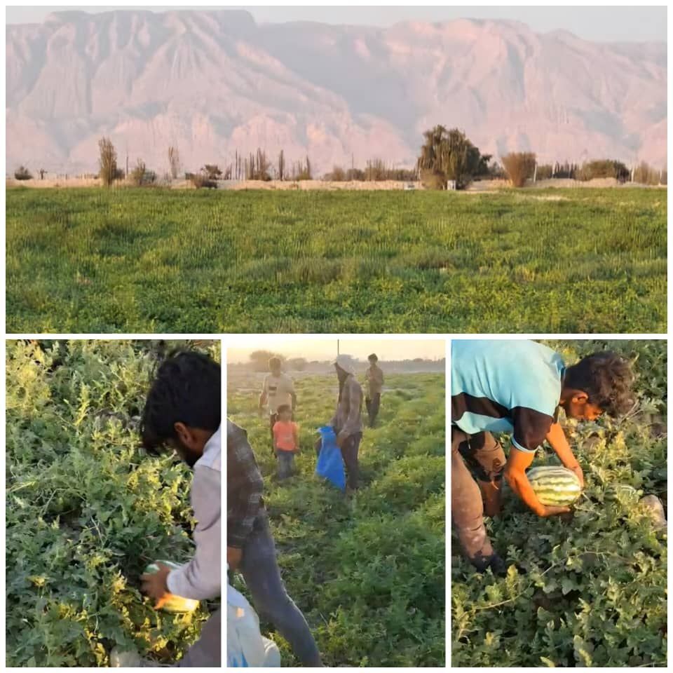 آغاز برداشت هندوانه پاییزه در شهرستان بندرلنگه