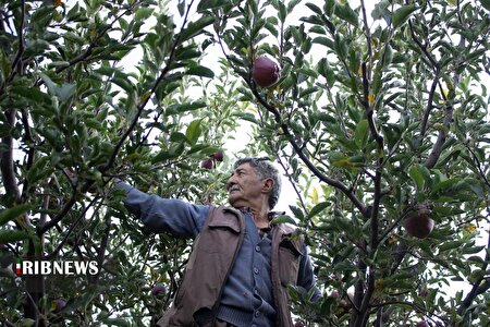 دوازدهمین جشنواره سیب مراغه