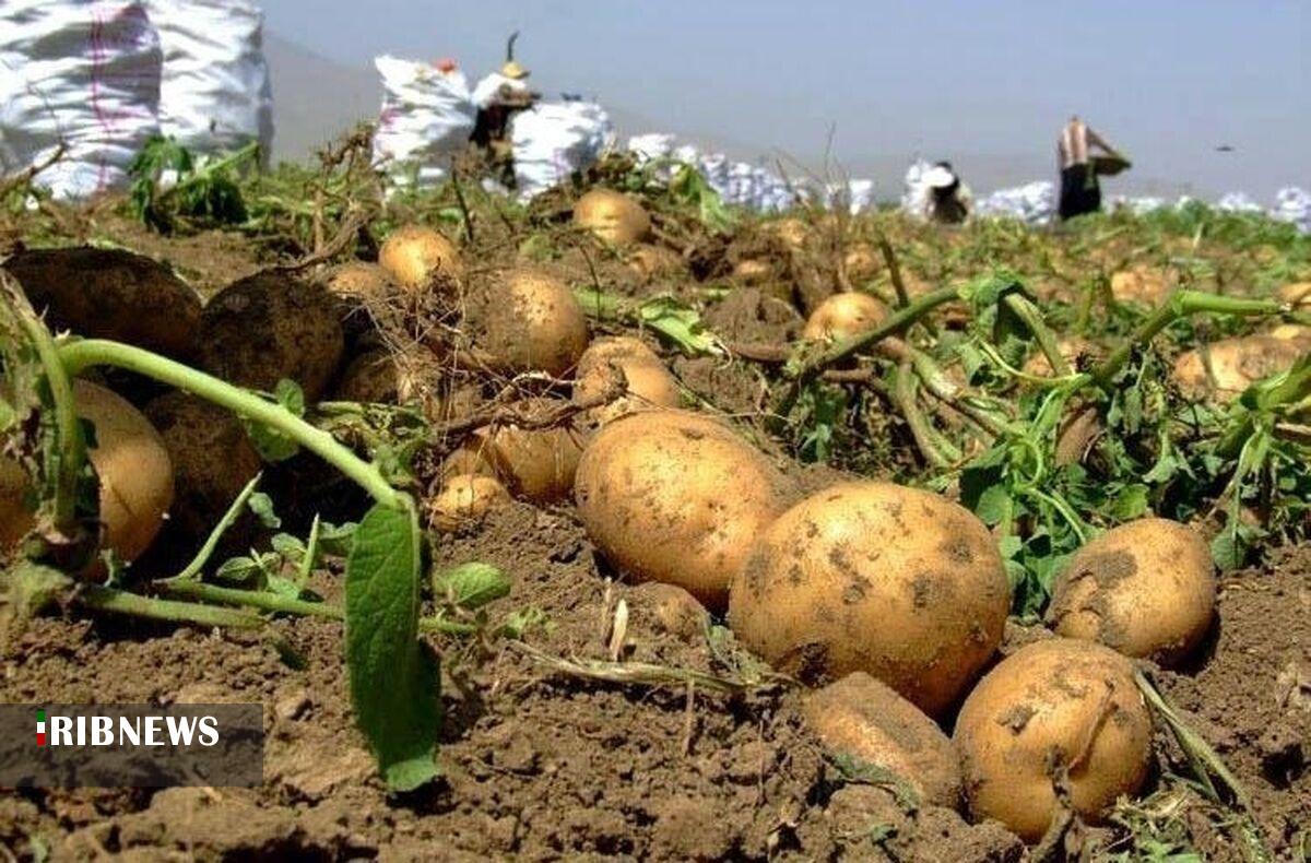 پیش‌بینی برداشت بیش از ۵ هزار تن سیب‌زمینی در خراسان‌شمالی